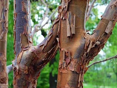 Cinnamon Tree