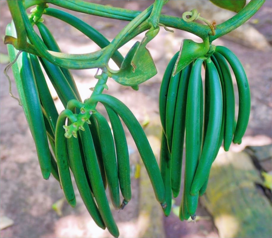 Les Délices Culinaires de Zanzibar : Saveurs Swahilies, Plantations d'Épices et Dîner à Matlai (2)