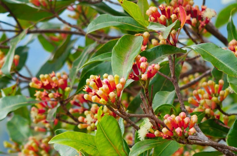 clove tree