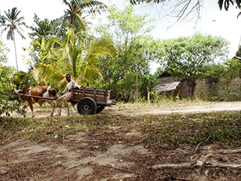 carro trainato da buoi