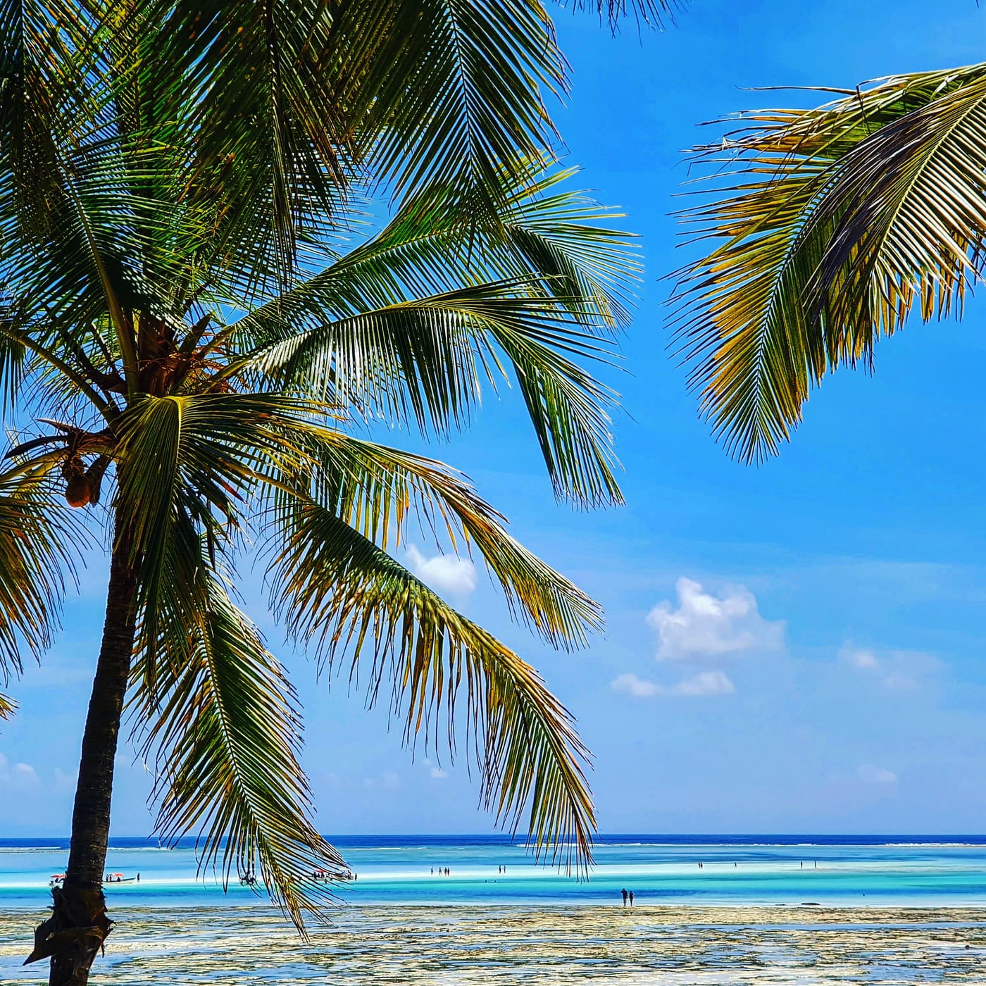 La Guida Definitiva alla Luna di Miele a Zanzibar: Romanticismo sulla Costa Orientale (3)