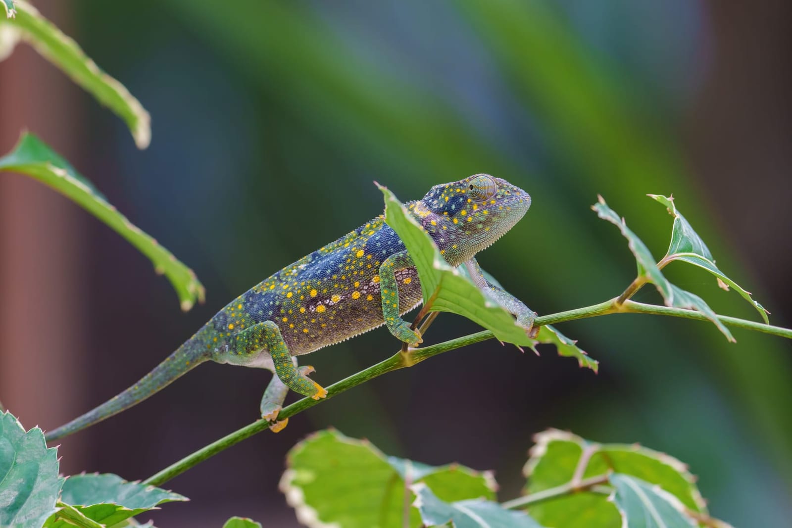 Ein Chamäleon überquert einen Ast im Garten von Matlai