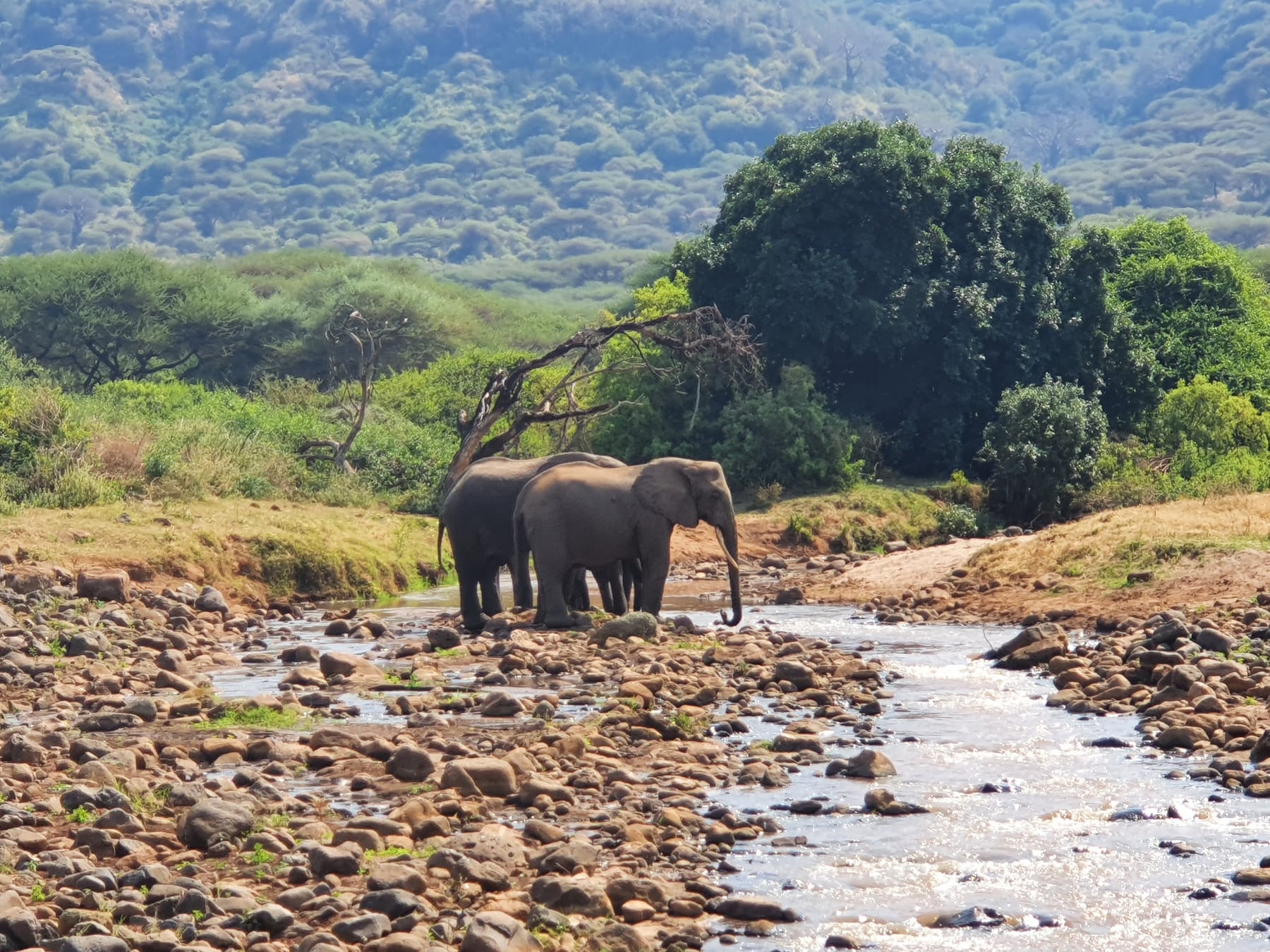 Elephants at a rocky stream below forested hills in Lake Manyara National Park