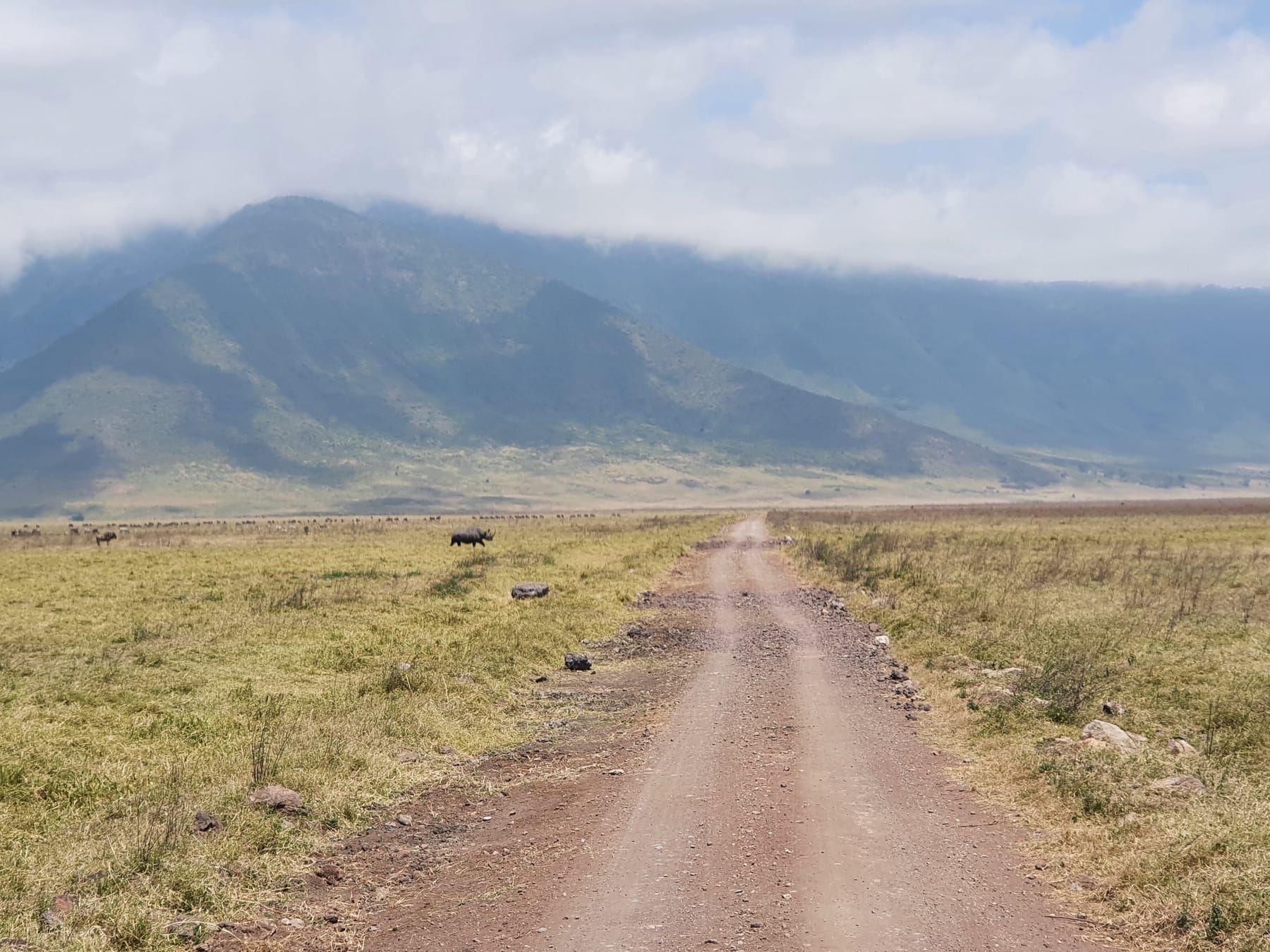 A dirt track across the Ngorongoro crater floor towards the crater wall