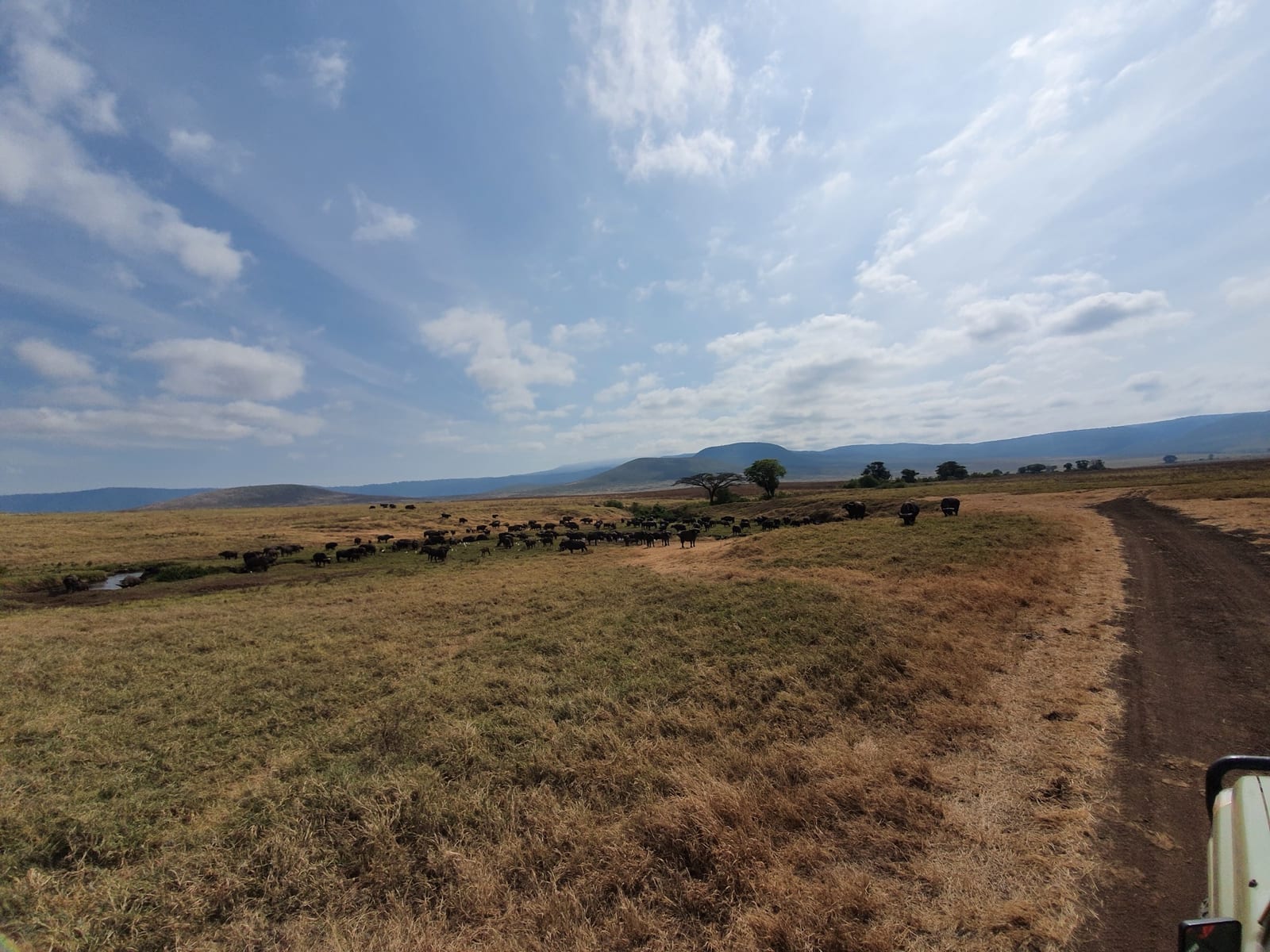 Gnus auf dem Boden des Ngorongoro-Kraters, Tansania