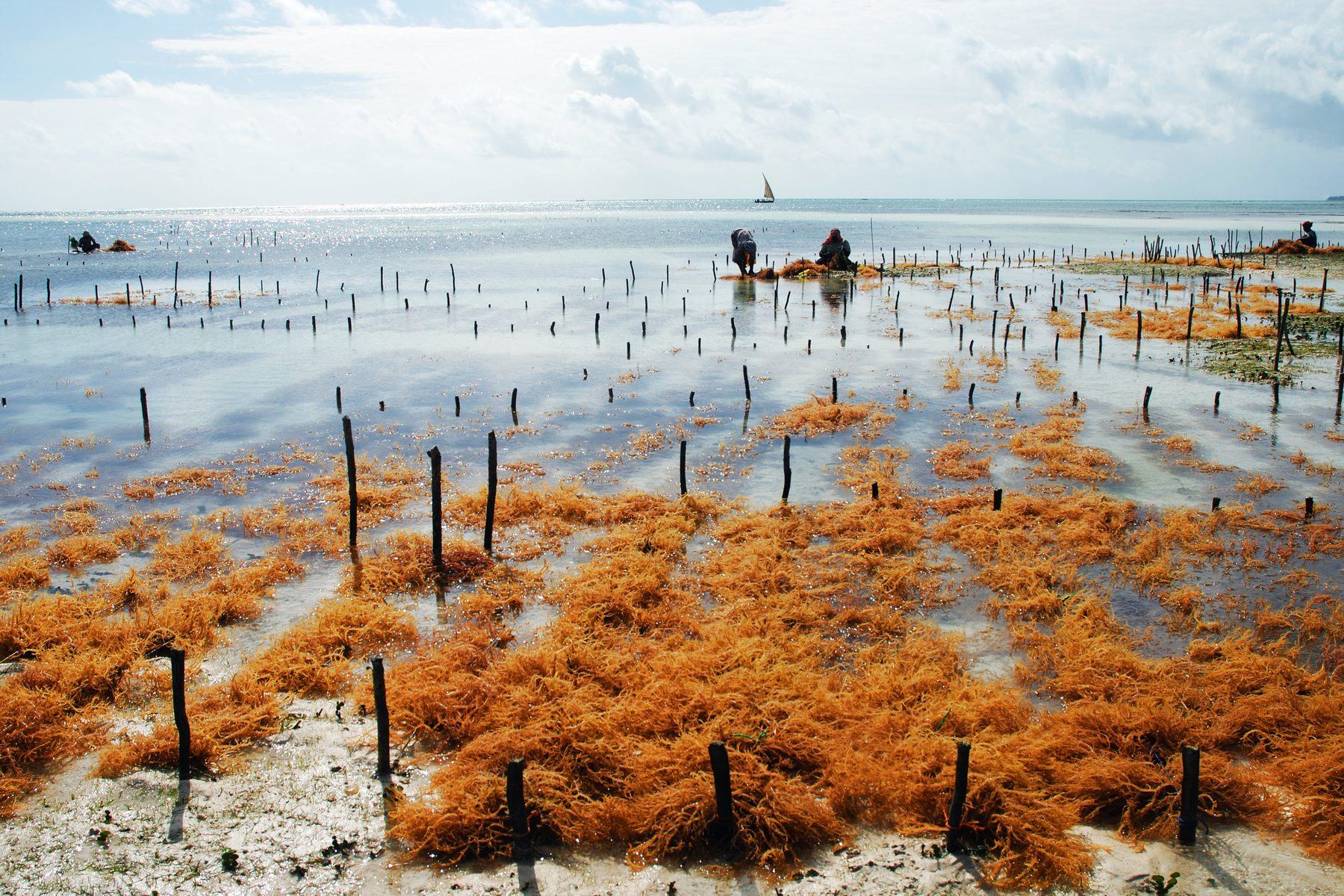 Cultivo de algas con la marea baja en Uroa, en la costa este de Zanzíbar: hileras de estacas en aguas someras y algas rojas sobre la arena