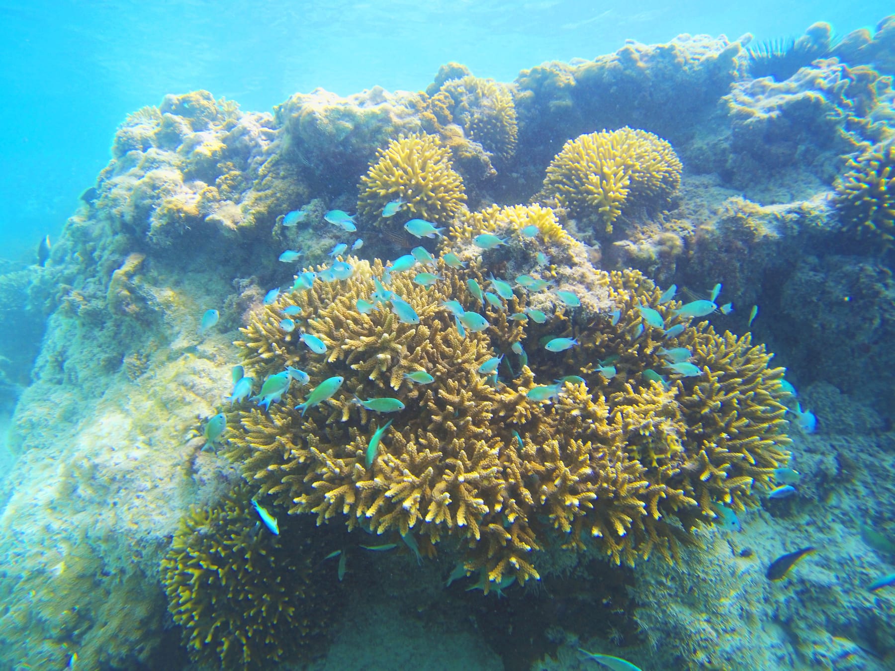 Ein Schwarm kleiner blauer Fische um Korallenköpfe am Riff vor Michamvi