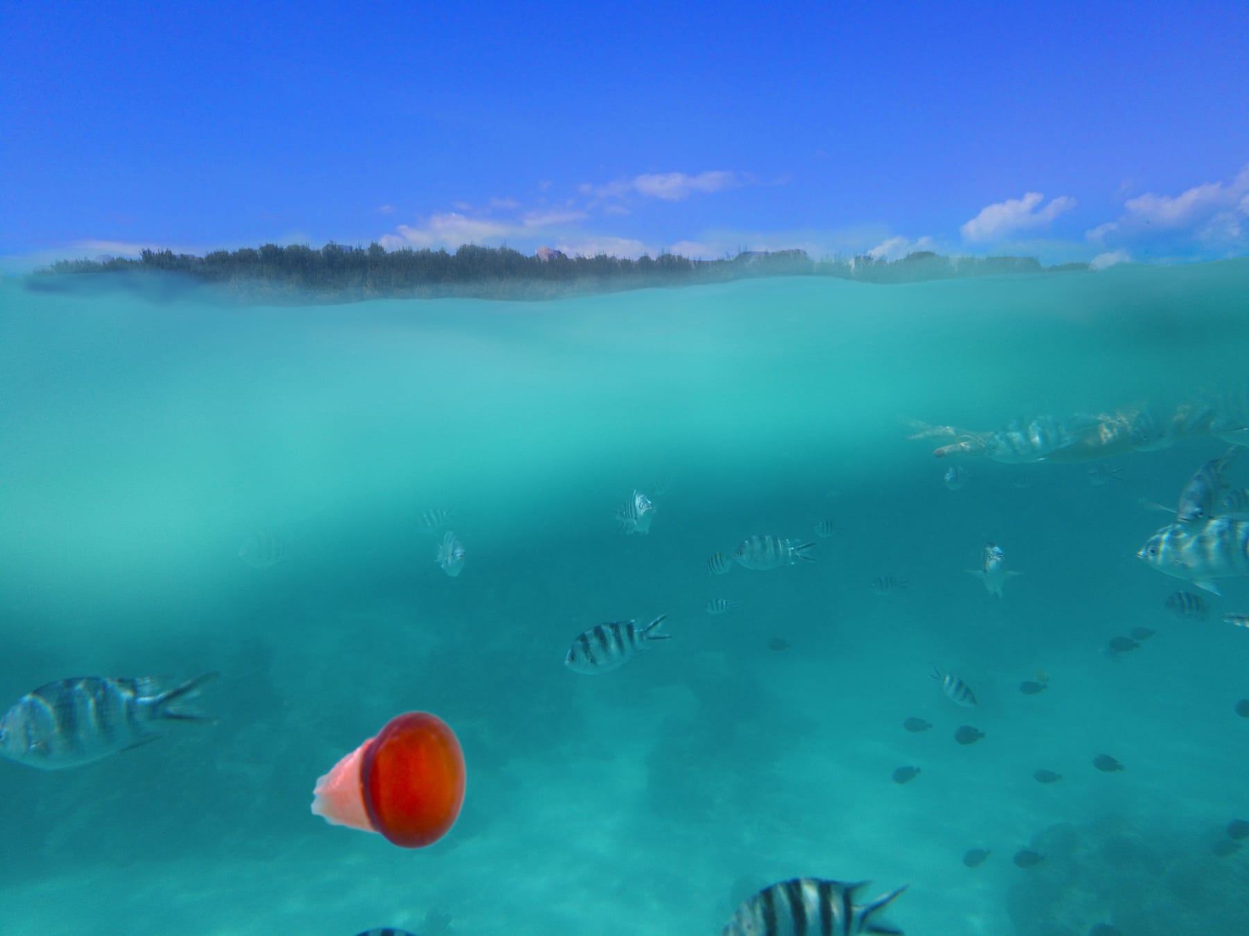 Snorkeller alongside a whale shark in the blue water off Mafia Island, Tanzania