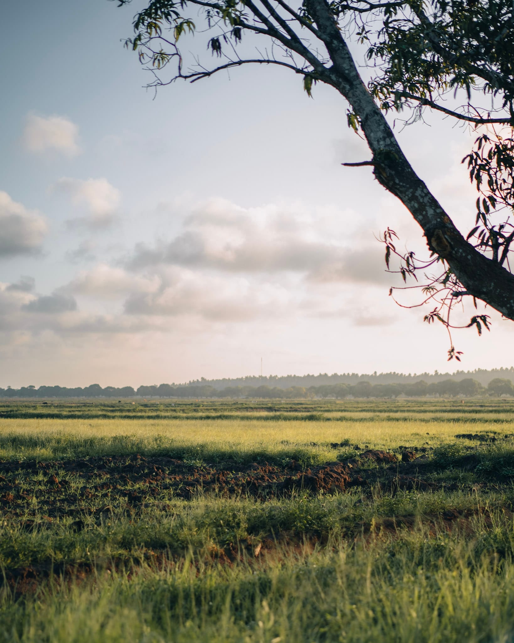Lush green fields under a wide sky in Zanzibar’s green season