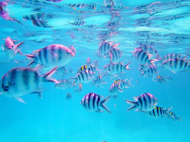 A school of black and white striped fish in bright blue water near the surface
