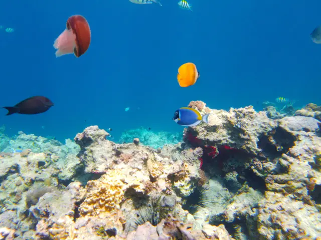 A coral reef under blue water, with a yellow fish and a dark fish above the coral