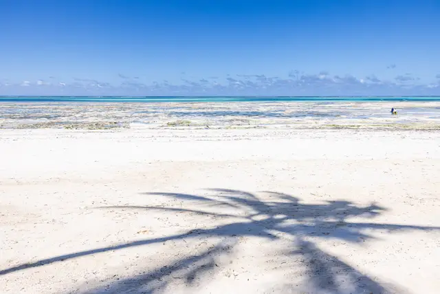 White sand with the shadow of a palm tree and the turquoise ocean under a clear sky