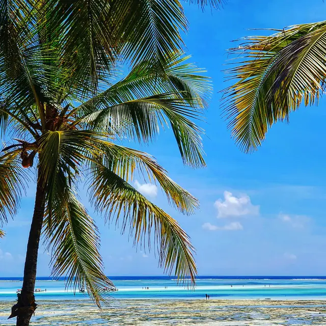 A tall coconut palm against a blue sky, with the ocean on the horizon and wet sand in the foreground
