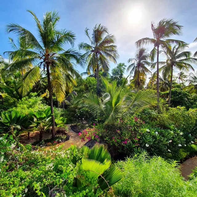 Coconut palms and dense green tropical plants in the hotel garden under a bright sun